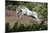 Spring Gallop-Bob Langrish-Mounted Photographic Print