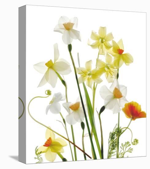 Spring Garden II-Judy Stalus-Stretched Canvas