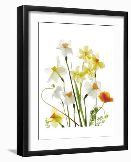 Spring Garden II-Judy Stalus-Framed Art Print