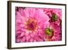 Spring Garden II-Maureen Love-Framed Photographic Print