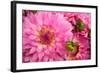 Spring Garden II-Maureen Love-Framed Photographic Print