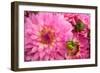 Spring Garden II-Maureen Love-Framed Photographic Print