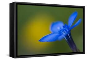 Spring Gentian (Gentiana Verna) Flower, Liechtenstein, June 2009-Giesbers-Framed Stretched Canvas