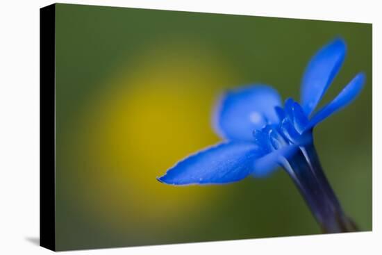 Spring Gentian (Gentiana Verna) Flower, Liechtenstein, June 2009-Giesbers-Stretched Canvas