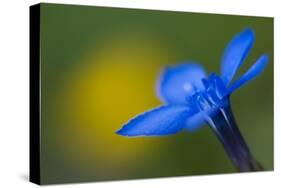 Spring Gentian (Gentiana Verna) Flower, Liechtenstein, June 2009-Giesbers-Stretched Canvas