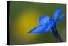 Spring Gentian (Gentiana Verna) Flower, Liechtenstein, June 2009-Giesbers-Stretched Canvas