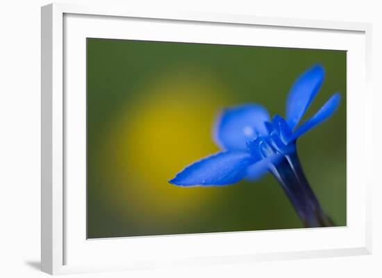 Spring Gentian (Gentiana Verna) Flower, Liechtenstein, June 2009-Giesbers-Framed Photographic Print