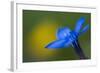 Spring Gentian (Gentiana Verna) Flower, Liechtenstein, June 2009-Giesbers-Framed Photographic Print