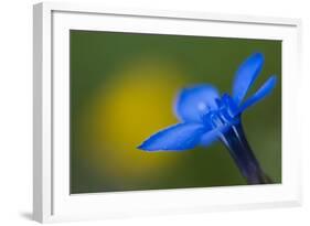 Spring Gentian (Gentiana Verna) Flower, Liechtenstein, June 2009-Giesbers-Framed Photographic Print