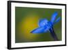 Spring Gentian (Gentiana Verna) Flower, Liechtenstein, June 2009-Giesbers-Framed Photographic Print