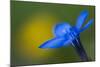 Spring Gentian (Gentiana Verna) Flower, Liechtenstein, June 2009-Giesbers-Mounted Photographic Print