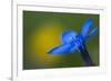 Spring Gentian (Gentiana Verna) Flower, Liechtenstein, June 2009-Giesbers-Framed Photographic Print