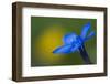 Spring Gentian (Gentiana Verna) Flower, Liechtenstein, June 2009-Giesbers-Framed Photographic Print