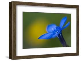 Spring Gentian (Gentiana Verna) Flower, Liechtenstein, June 2009-Giesbers-Framed Photographic Print