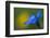 Spring Gentian (Gentiana Verna) Flower, Liechtenstein, June 2009-Giesbers-Framed Photographic Print