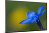 Spring Gentian (Gentiana Verna) Flower, Liechtenstein, June 2009-Giesbers-Mounted Photographic Print