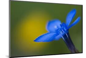 Spring Gentian (Gentiana Verna) Flower, Liechtenstein, June 2009-Giesbers-Mounted Photographic Print