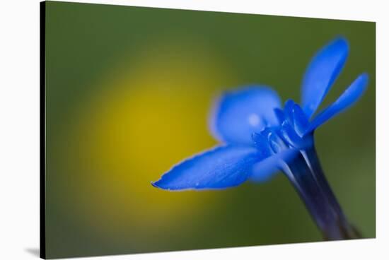 Spring Gentian (Gentiana Verna) Flower, Liechtenstein, June 2009-Giesbers-Stretched Canvas