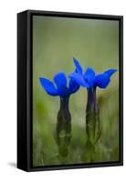 Spring Gentian (Gentiana Verna) Flowers, Durmitor Np, Montenegro, May 2008-Radisics-Framed Stretched Canvas