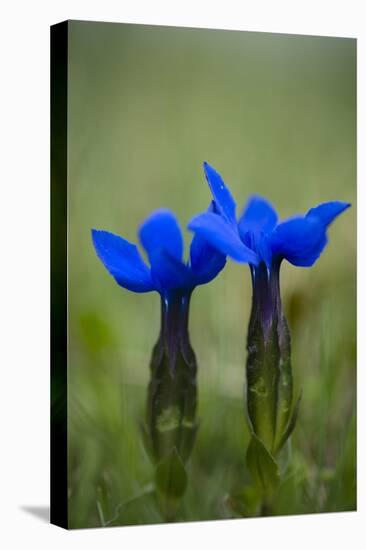 Spring Gentian (Gentiana Verna) Flowers, Durmitor Np, Montenegro, May 2008-Radisics-Stretched Canvas