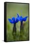 Spring Gentian (Gentiana Verna) Flowers, Durmitor Np, Montenegro, May 2008-Radisics-Framed Stretched Canvas