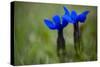 Spring Gentian (Gentiana Verna) Flowers, Durmitor Np, Montenegro, May 2008-Radisics-Stretched Canvas