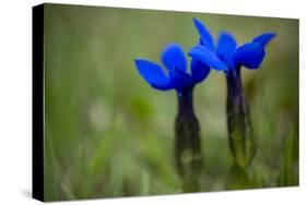 Spring Gentian (Gentiana Verna) Flowers, Durmitor Np, Montenegro, May 2008-Radisics-Stretched Canvas