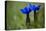 Spring Gentian (Gentiana Verna) Flowers, Durmitor Np, Montenegro, May 2008-Radisics-Stretched Canvas