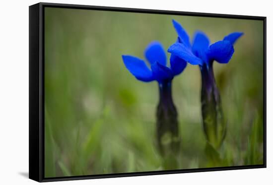 Spring Gentian (Gentiana Verna) Flowers, Durmitor Np, Montenegro, May 2008-Radisics-Framed Stretched Canvas