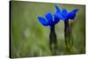 Spring Gentian (Gentiana Verna) Flowers, Durmitor Np, Montenegro, May 2008-Radisics-Stretched Canvas