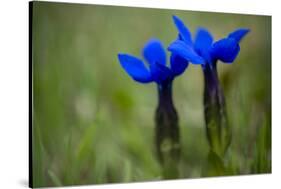 Spring Gentian (Gentiana Verna) Flowers, Durmitor Np, Montenegro, May 2008-Radisics-Stretched Canvas