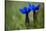 Spring Gentian (Gentiana Verna) Flowers, Durmitor Np, Montenegro, May 2008-Radisics-Stretched Canvas