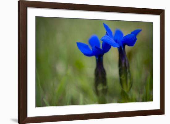 Spring Gentian (Gentiana Verna) Flowers, Durmitor Np, Montenegro, May 2008-Radisics-Framed Photographic Print