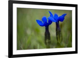 Spring Gentian (Gentiana Verna) Flowers, Durmitor Np, Montenegro, May 2008-Radisics-Framed Photographic Print