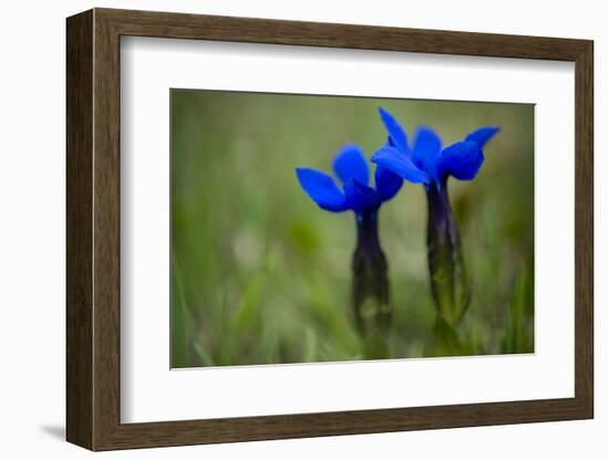 Spring Gentian (Gentiana Verna) Flowers, Durmitor Np, Montenegro, May 2008-Radisics-Framed Photographic Print