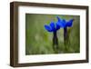 Spring Gentian (Gentiana Verna) Flowers, Durmitor Np, Montenegro, May 2008-Radisics-Framed Photographic Print