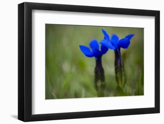 Spring Gentian (Gentiana Verna) Flowers, Durmitor Np, Montenegro, May 2008-Radisics-Framed Photographic Print