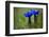 Spring Gentian (Gentiana Verna) Flowers, Durmitor Np, Montenegro, May 2008-Radisics-Framed Photographic Print