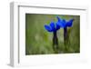 Spring Gentian (Gentiana Verna) Flowers, Durmitor Np, Montenegro, May 2008-Radisics-Framed Photographic Print