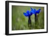 Spring Gentian (Gentiana Verna) Flowers, Durmitor Np, Montenegro, May 2008-Radisics-Framed Photographic Print