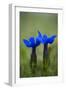 Spring Gentian (Gentiana Verna) Flowers, Durmitor Np, Montenegro, May 2008-Radisics-Framed Photographic Print