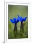 Spring Gentian (Gentiana Verna) Flowers, Durmitor Np, Montenegro, May 2008-Radisics-Framed Photographic Print