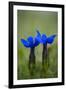 Spring Gentian (Gentiana Verna) Flowers, Durmitor Np, Montenegro, May 2008-Radisics-Framed Photographic Print