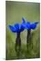 Spring Gentian (Gentiana Verna) Flowers, Durmitor Np, Montenegro, May 2008-Radisics-Mounted Photographic Print