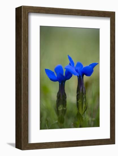 Spring Gentian (Gentiana Verna) Flowers, Durmitor Np, Montenegro, May 2008-Radisics-Framed Photographic Print