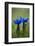 Spring Gentian (Gentiana Verna) Flowers, Durmitor Np, Montenegro, May 2008-Radisics-Framed Photographic Print