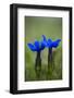 Spring Gentian (Gentiana Verna) Flowers, Durmitor Np, Montenegro, May 2008-Radisics-Framed Photographic Print