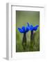 Spring Gentian (Gentiana Verna) Flowers, Durmitor Np, Montenegro, May 2008-Radisics-Framed Photographic Print