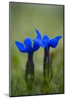 Spring Gentian (Gentiana Verna) Flowers, Durmitor Np, Montenegro, May 2008-Radisics-Mounted Photographic Print