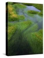Spring Grasses in Calm Stream, Yellowstone National Park, Wyoming, USA-Jerry Ginsberg-Stretched Canvas